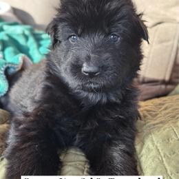 Gamora - Black female German Shepherd puppy in Garland, Maine from Vom Schön Traumhund