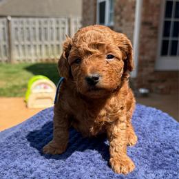 Blue Collar - Apricot male Poodle puppy in Huntsville, Alabama from Flint River Poodles