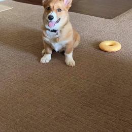 American Corgi and Pembroke Welsh Corgi Puppies from Magnolia Creek Corgis