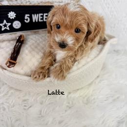 Latte - Cream male Poodle puppy in Florida from Adorable Toy-Miniature Poodles
