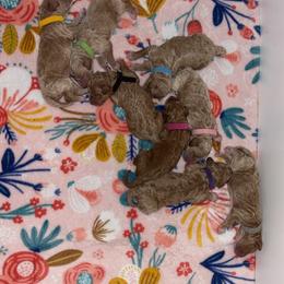 Grey Collar - Red  female Goldendoodle puppy in Gower, Missouri from Hillside Paws