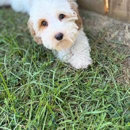 Pops - Caramel cream male Australian Labradoodle puppy in Calhoun, Louisiana from Arrowhead Australian Labradoodles
