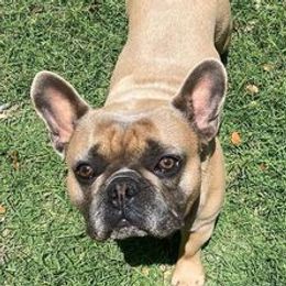 French Bulldogs from Yellow Star Frenchie's