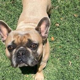 French Bulldogs from Yellow Star Frenchie's