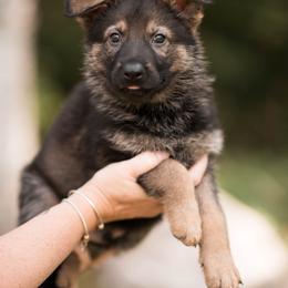 McGee - Sable male German Shepherd puppy in Berwick, Maine from Vom Rindahaus Shepherds