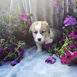 Grey Collar Male - Red male Pembroke Welsh Corgi puppy in Tenino, Washington from LoneStar Corgis NW