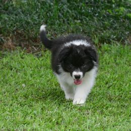 Border Collie Puppies from Shorewind Border Collies