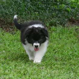 Border Collie Puppies from Shorewind Border Collies
