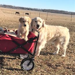 Henry - Golden Retriever