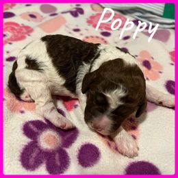 Girl 1 - Poodle puppy in Jackson, Kentucky from Ember’s Kennel of Poodles and Doodles