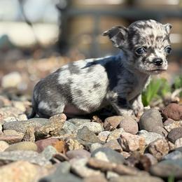 Jasper - Blue merle male Chihuahua puppy in Beckemeyer, Illinois from Guardian’s of the Chihuahuas