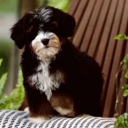 Boy 3 - Bernedoodle puppy from GimiPup Doodles