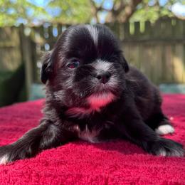 Boy 3 - Black and white male Shih Tzu puppy in Mobile, Alabama from FluffyTail Shih Tzu