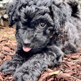 "Noel playing." Goldendoodle Puppies from Christi's Goldendoodles