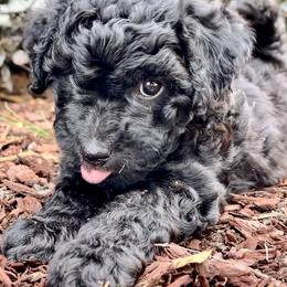 "Noel playing." Goldendoodle Puppies from Christi's Goldendoodles