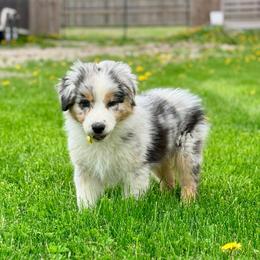 Beau - Blue merle male Australian Shepherd puppy in Ashland, Ohio from SS Australian Shepherds