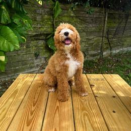 Juliet (Salmon Collar) - Cream female Goldendoodle puppy in Palmetto Bay, Florida from SOMIDOODLES