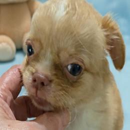 Kovu - Fawn male Chihuahua puppy in Kyle, Texas from joy of chihuahuas tx