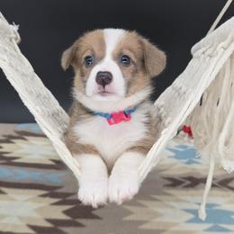 German Shepherd and Pembroke Welsh Corgi Puppies from J&R Shepherds & Corgis