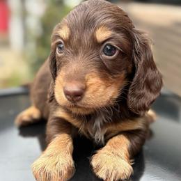 AKC GCH SIRED CHOCOLATE AND TAN FEMALE - Chocolate and tan female Dachshund puppy in Medina, Ohio from STORIED DOXIES