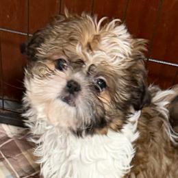 Buttons - Tricolor female Shih Tzu puppy in Victorville, California from RUMBLE n TUMBLE