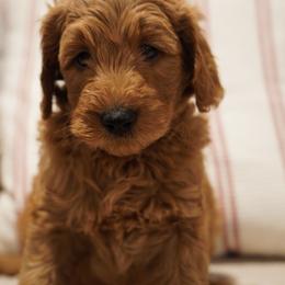 Tulip - Apricot female Goldendoodle puppy in Galt, California from Foxi Goldendoodles