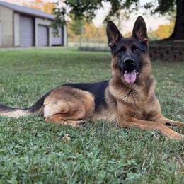 Leroy - Black and red male German Shepherd puppy in Worthington, Indiana from Aus Gerstbrei German Shepherds