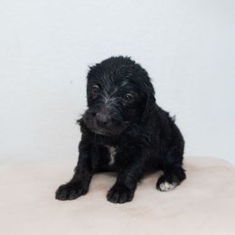 Jet - Black male Goldendoodle puppy in Tucson, Arizona from Ever After Doodles Arizona
