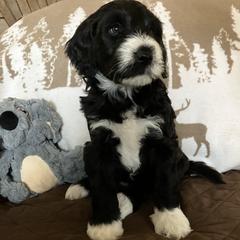 Whoodle Puppies from RockyRiverDoodles