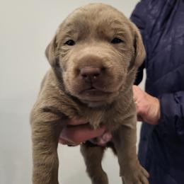 Cupid - Silver female Dilute Retriever puppy in New Providence, Pennsylvania from Southernend Silvers