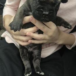 Green Boy - Red fawn male Bullmastiff puppy in South Attleboro, Massachusetts from Bessettes Bullies