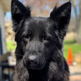 Fila - German Shepherd