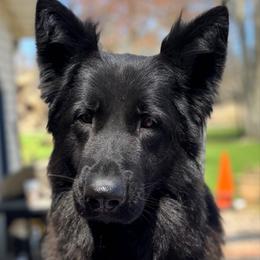 Fila - German Shepherd