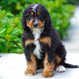 Falabella - Tri-color female Bernedoodle puppy in Dundee, Ohio from Down Home Doodle