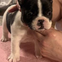 Dice - Brindle and white male French Bulldog puppy in Billings, Montana from Sugarloaf French bulldogs and Australian cattle dogs