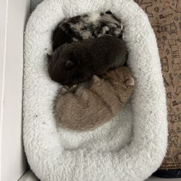Pomeranian puppies from Moody’s Poms