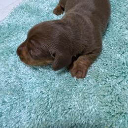 Puppy 17 AKC - Chocolate and tan male Dachshund puppy in Fayetteville, Pennsylvania from PA's Darling Doxies