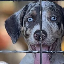 Catahoula Leopard Dogs from 7Sins catahoulas