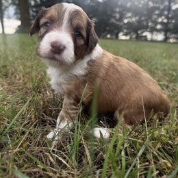Charlie - Red tri male Miniature Australian Shepherd puppy in Burke, South Dakota from Triple J Aussies SD