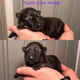 Purple Collar Girl - Sable female German Shepherd puppy in Universal City, Texas from Jaxinhaus German Shepherds