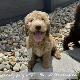 Dachshund, Goldendoodle, and Sheepadoodle Puppies from Doodles & Doxies
