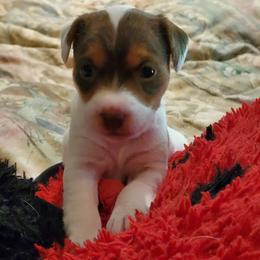 Dolly Parton - Brown and white female Jack Russell Terrier puppy in California from Kimberlite