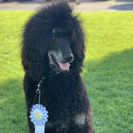 Poodles from Precisely Poodles