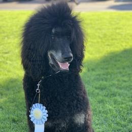 Poodles from Precisely Poodles