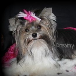 Gretta - Biewer Terrier