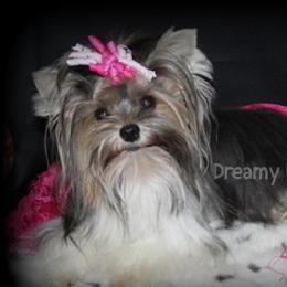 Gretta - Biewer Terrier