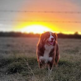 Cheyenne - Miniature Australian Shepherd