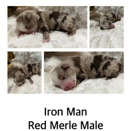 Iron Man - Red merle Australian Shepherd puppy in Banning, California from Flying R Aussie Ranch
