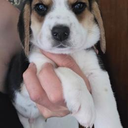 Meadow - Black tan and white male Beagle puppy in Susanville, California from Homegrown Beagles