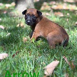 Arrow - Fawn sable male Belgian Malinois puppy in Linwood, Michigan from Gillis Malinois LLC